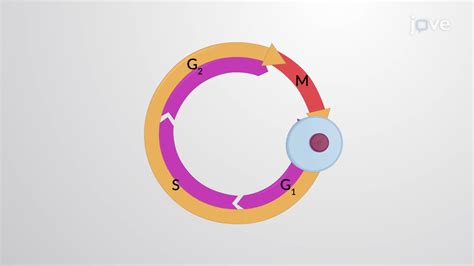 Image result for Cell Cycle Control Systems