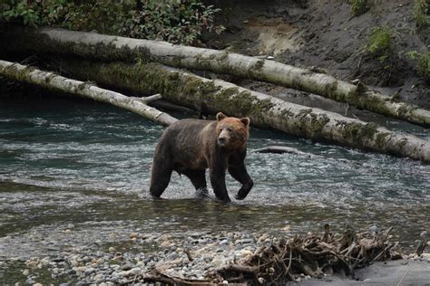 Vancouver Island: Full-Day Grizzly Bear Tour at Toba Inlet - Viator
