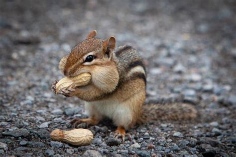 Image result for Digesting Chipmunk