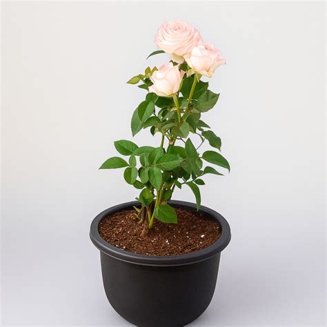 Buy Rose Peach Plant | YummyCake
