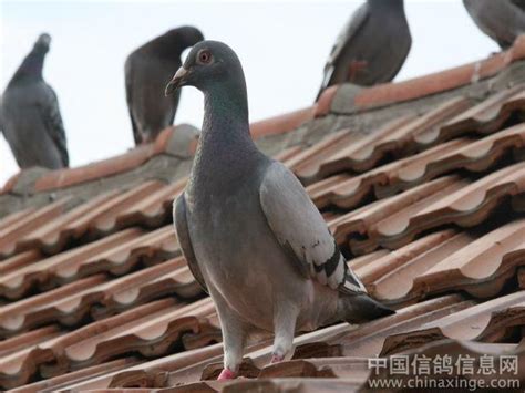 鸽子和房屋-中国信鸽信息网相册