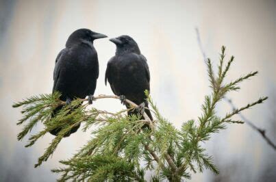 Free Science Lessons Ecosystem 的图像结果