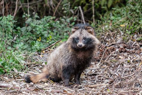 Raccoon Dog What Are They