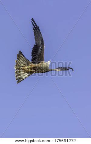 Image result for Bird Contorting