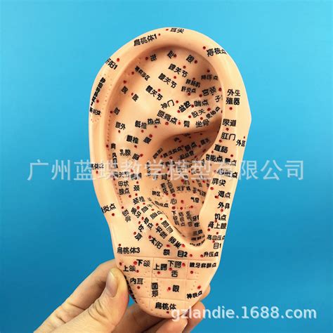 16CM耳穴针灸模型 耳朵反射区模型 耳模 耳部针灸穴位模型 一只装-阿里巴巴