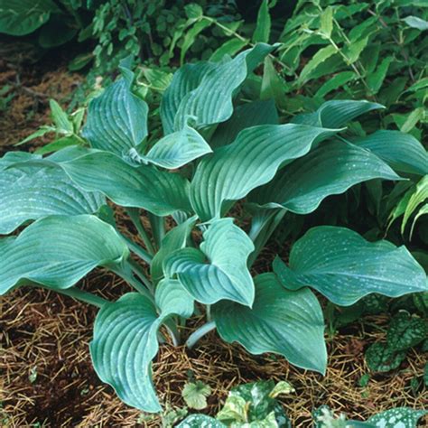 Hosta Krossa Regal Plantain Lily | SiteOne US