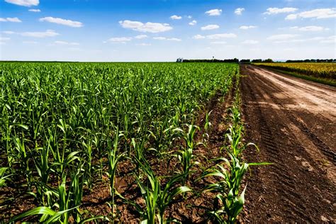 Spacing Guide For Planting Corn