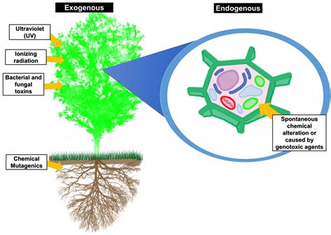 Recent Advances in Plant DNA Repair | IntechOpen