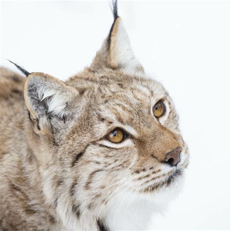 Europese lynx - GaiaZOO