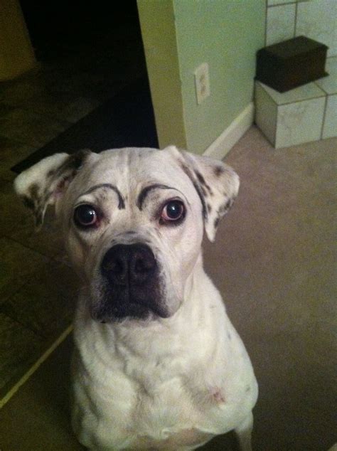 Pin by Leagh Walsh on Dogs with eyebrowss | Dog with eyebrows, Dogs ...