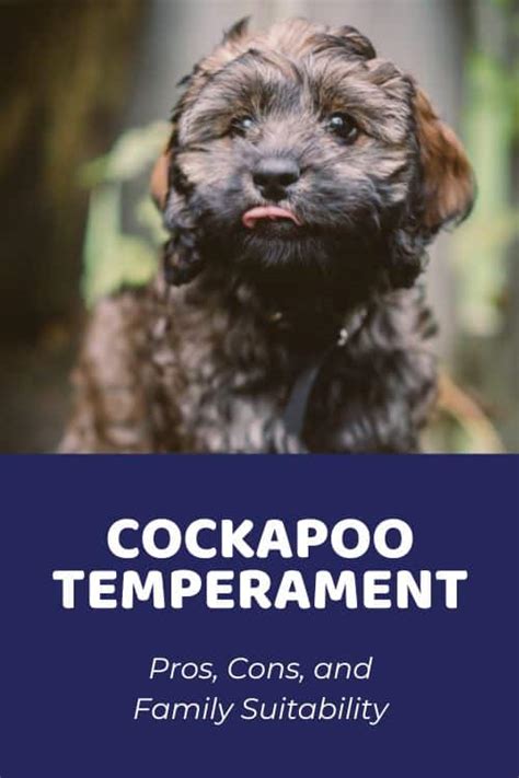 Image result for Cockapoo vs Goldendoodle