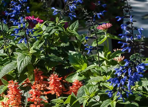 Black And Blue Salvia Perennial