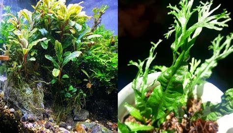 Image result for Java Fern Disease