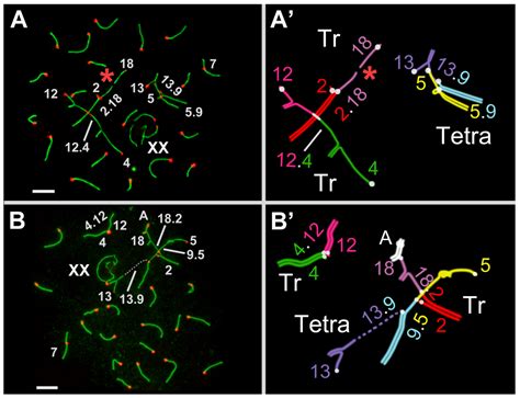 Irregularities in Meiotic Prophase I as Prerequisites for Reproductive ...