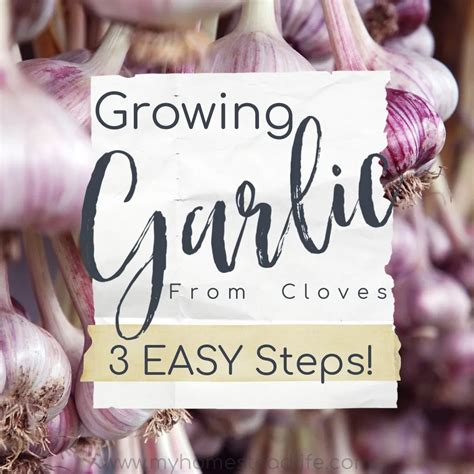 Growing Garlic from Cloves in 3 Easy Steps! - My Homestead Life