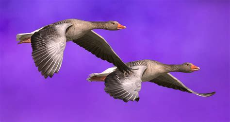 Image result for How to Reflect an Image