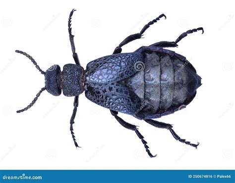 Coleoptera Meloidae Or Blister Beetle Royalty-Free Stock Photography ...