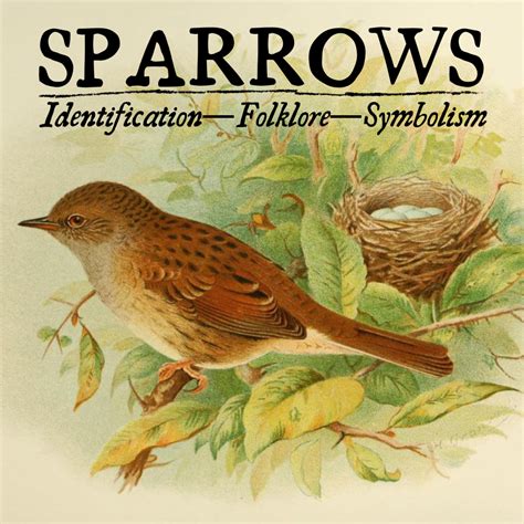 The Meaning of Sparrows: Symbolism and Identification - Owlcation