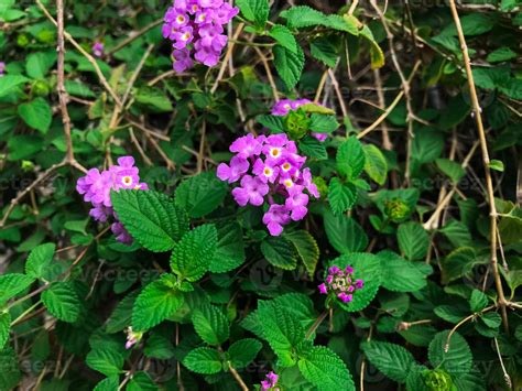 Purple Trailing Lantana in bloom with green background 21668071 Stock ...