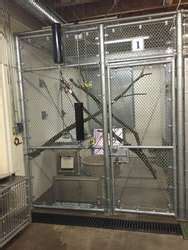 ZooLex Exhibit - Predators of the Serengeti: Caracal and Dwarf Mongoose