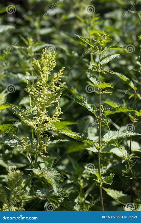 Female Left and Male Right Stinging Nettle Urtica Dioica Together ...