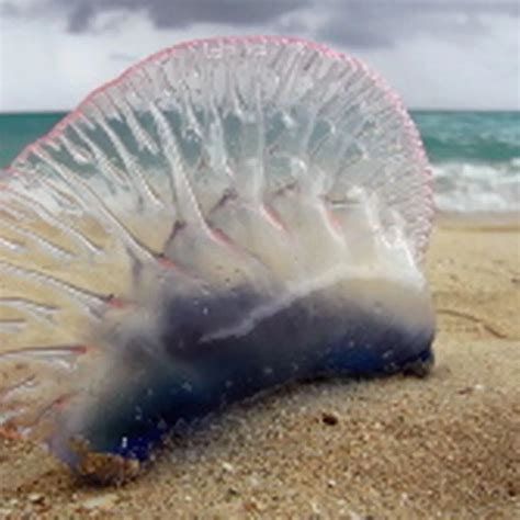 Most Dangerous Sea Animals