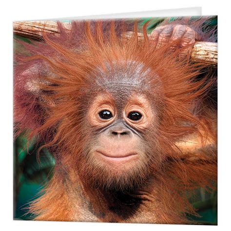 Buy 3D LiveLifeGreeting Card - Baby Orangutan from Deluxebase ...