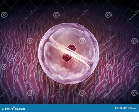 An early stage of a zygote stock illustration. Illustration of gynecology - 31024961