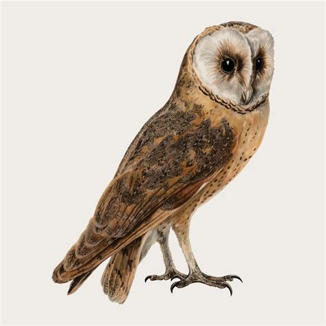 Owl illustration Images - Free Download on Freepik
