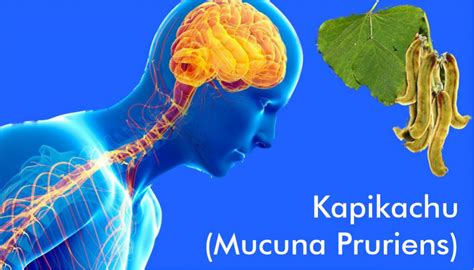 Mucuna Pruriens (Kapikachu) an effective medicine in Parkinson's disease