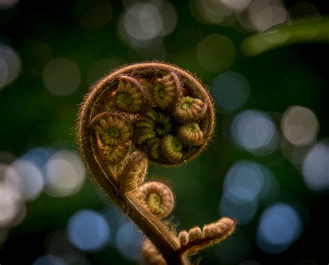 Image result for fiddlehead