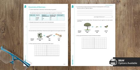 Pyramids of Biomass Worksheet | GCSE Ecology | Beyond