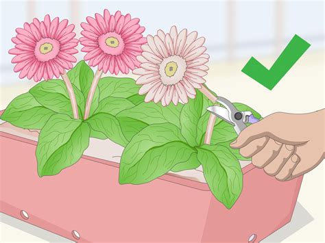 Gerbera Daisy Plant Care