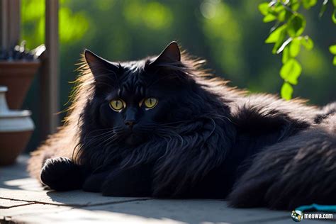 15 Best Black Cat Breeds: Unravel The Allure Of Dark Felines