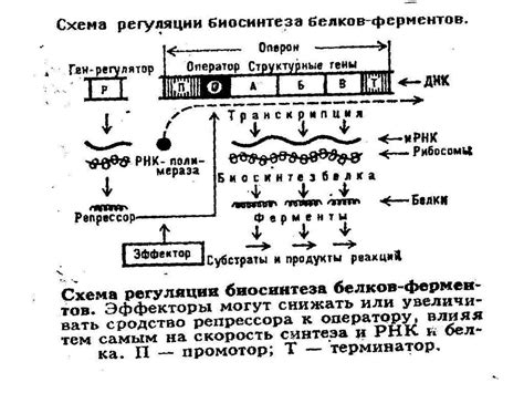 Молекулярная генетика. Гены. Теория гена. Функционирование генов в ...