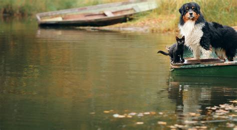 Working dog insurance | petGuard