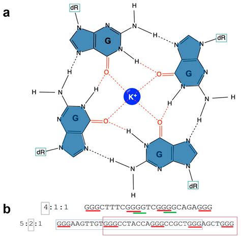G Quadruplex G Quadruplex DNA Sequences Are Evolutionarily Conserved