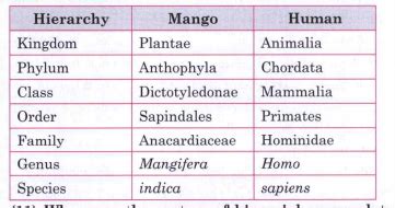 Classify mango and man according to their hierarchy of the classification.