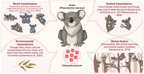 Epidemiology, Transmission Mode, and Pathogenesis of Chlamydia pecorum Infection in Koalas ...