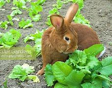 Image result for Rabbit Eating Food