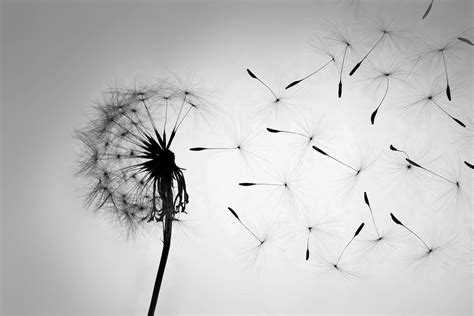 Dandelion - Black White – elegant canvas print | Dandelion wallpaper, White dandelion, Black and ...
