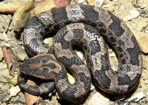 Mountain Pit Viper | Indiansnakes.org