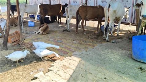 Bharatpur: बेसहारा जानवरों के प्रति इस युवा का अनोखा प्रेम, अब प्रशासन ...