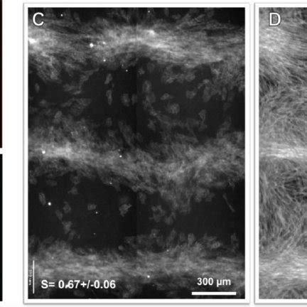 Image result for Adhesion Cell Sorting