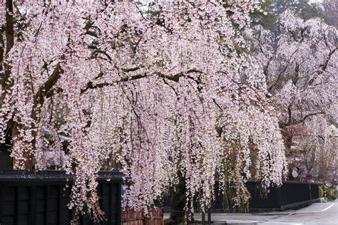 Weeping Cherry Trees: Top 10 List of Cascading Faves