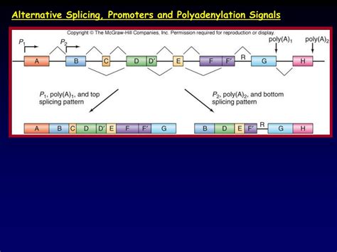 Image result for Splicing Element Position Java