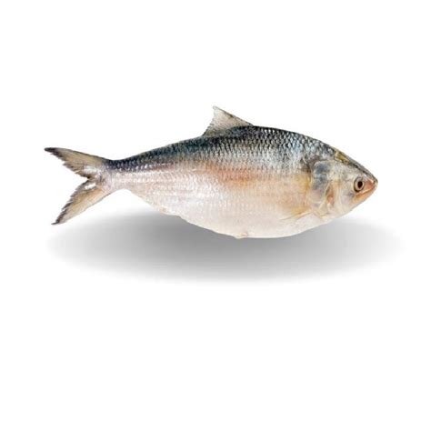 Hilsa (Palla/Pulasa) Bengali Cut With Head - Doof Meat, India