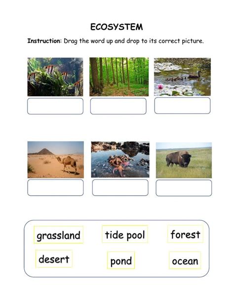 Free Science Lessons Ecosystem 的图像结果