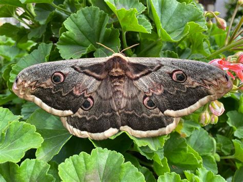 Image result for Moth Insect