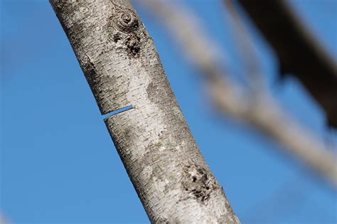 Image result for Step Cut Pruning